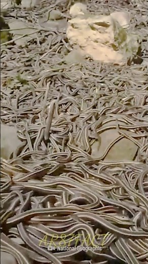 दुनिया का सबसे खतरनाक द्वीप 😱 | Snake Island | Earth’s Deadliest Place🐍#facts #shorts #snake #brazil