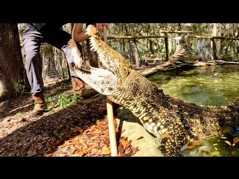 Crocodile feeding & training!!