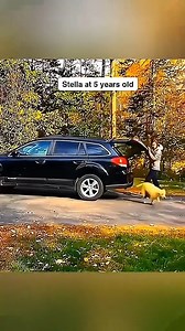 14K views · 127 reactions | Dog’s chasing its tail, cat’s chasing… nothing! ‍了 #GoofyPets #FunnyCats #SillyDogs #PetHumor #AnimalComedy | NJ | Facebook