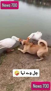 70K views · 491 reactions | Two ducks are forcibly taking a dog for a bath. | Entertain people | Facebook