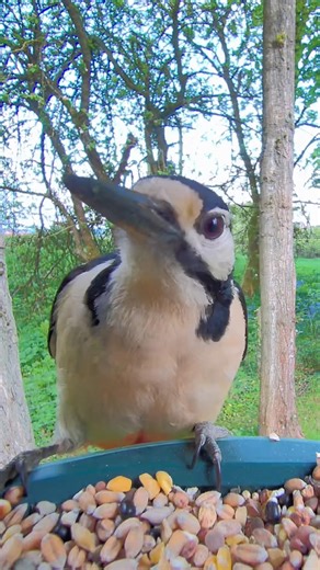 Checking Out the Camera 🐦 Did the Woodpecker Find Anything?