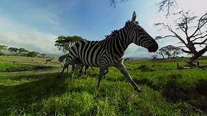 Virry VR: Die virtuelle Safari ist ab heute verfügbar