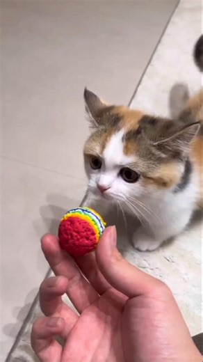 Adorable Moments 😂 Cute Kitten Playing with a Ball