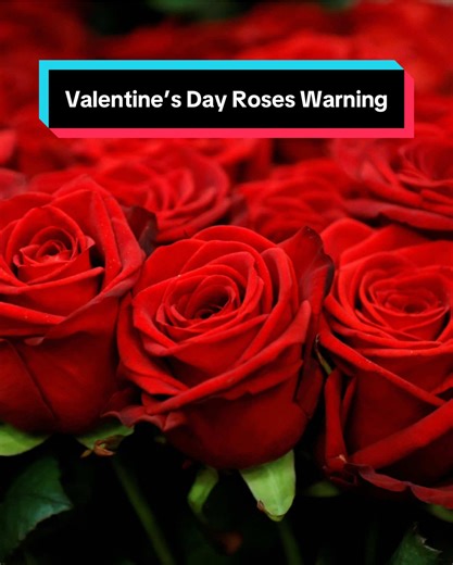 Valentine’s Day Roses Warning: What You Need to Know