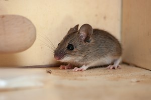 Comment fabriquer un piège à souris efficace ?
