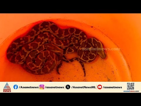 '22 പാമ്പിൻമുട്ടകൾ കിട്ടി'; തൃശ്ശൂരിൽ വീടിന്റെ തറ പൊളിച്ച് പരിശോധന അവസാനിച്ചു | Python | Thrissur