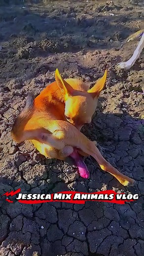 Cross Breeding Insights: White Female Dog