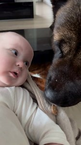 Love at first sight 🥰 How do people in your area perceive the American Akita? Follow @american_akita_world For More!! 😊 Credit: @byron_shyra_theamericanakitas #americanakitalovers #akitapuppy #americanakitas #akitas #akitalove #akitaamericano #americanakitasofinstagram #akitasworld #americanakitadog #americanakitaofig #ilovemyakita #americanakita #akita #akitaamericain #americanakitapuppy #akitapics | American Akita World