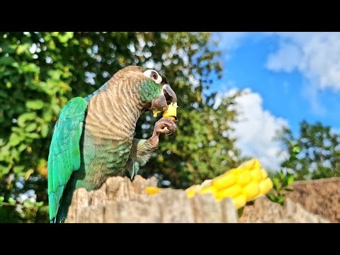 Whose bird is that in front of my house? Blue cheek conure parrot.