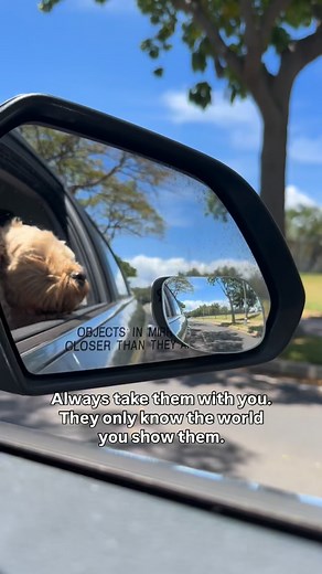 1K views · 151 reactions | always 﫶 . . #cockapookona #konathecockapoo #goldendoodle #cockapoo #minigoldendoodle #puppy #goldendoodlesofinstagram #dogs #funnydogs #doodles #puppiesofinstagram #sf #bayarea #dogsofinstagram #fluffydogs #puppyvideos #funnydogvideos #dogvideos #hypoallergenic #cutepuppies #igreels #emotionalsupportdogs #funnydogs #hypoallergenicdogs #fluffypup #world #hawaii #carride #dogsandcars | Kona The Cockapoo | Facebook