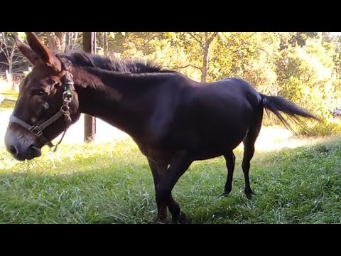 Mule sound / noise, snorting, pawing, rolling on the ground