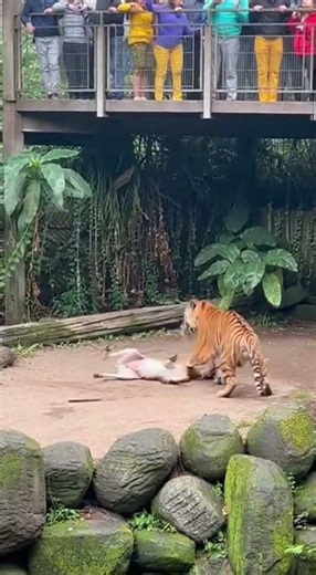 Tiger vs. Antelope Standoff: Epic Wild Interaction! 🐯🦌 #wildlife #nature #tiger