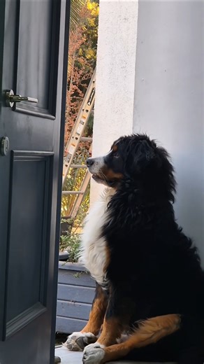 Tomando aire en la oficina cuando hace calor!#cachorroboyero #apoloelboyero #boyerosdeberna