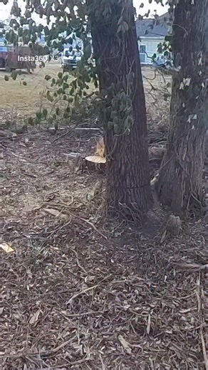 Official_outdoortv on Instagram: "#walnut #firewood #logging"