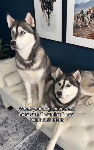 Huskies on Duty! Always Ready When Treats Are Involved