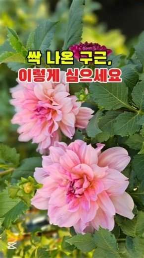 기다림의 시작, 달리아 구근을 심었습니다 #달리아 #구근심기 #꽃마루뜰 #가드닝 #정원가꾸기 #Shorts #꽃키우기 #반려식물 #식물집사​ #화초관리 #식집사
