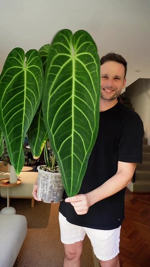 Anthurium Warocqueanum: Gorgeous Houseplant Care Tips