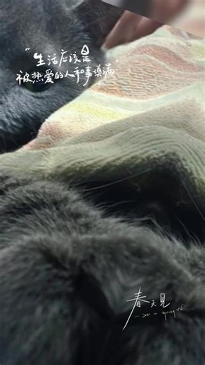 #英短蓝猫到底有多可爱 #英短蓝猫治愈系 #世界上怎么可能没有猫咪 #骗你养猫系列 我有一只猫叫布丁，我和它相依为命，总不停得给我治愈