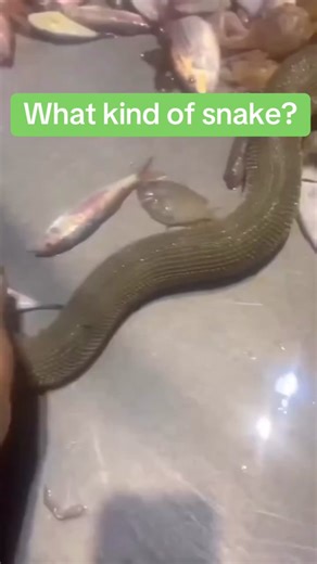 Understanding Venom vs. Poison: The Key Differences Explained