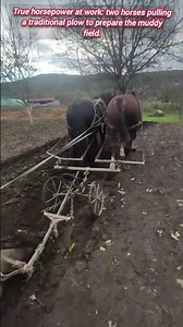 Traditional Horsepower Plowing