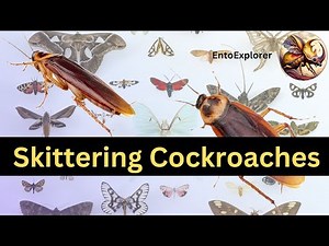 Introduction to Insect Taxonomy and Insect Identification - Part 17 - Order Blattodea