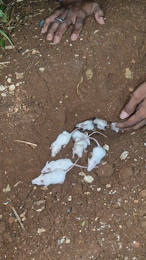 3K views · 15 reactions | peek at the albino mouse litter  | Aliperkutut Mania | Facebook