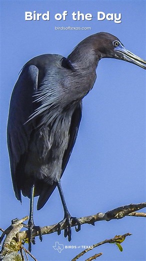 Little Blue Heron - Our Bird of the Day