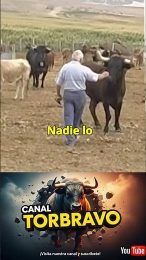 El toro Capitán reconoce al anciano que lo cuidó@ToroTravieso
