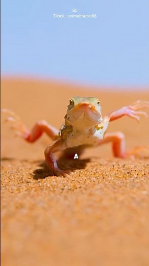 This lizard is danc......