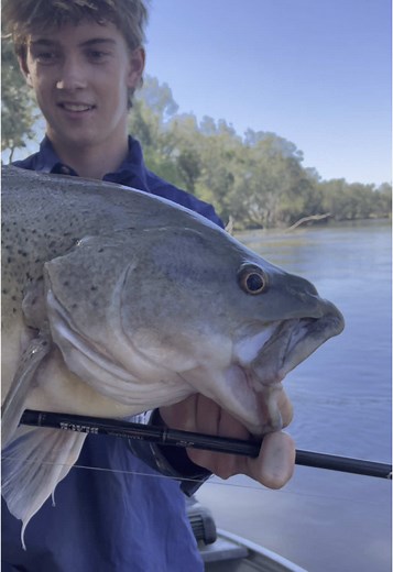 few bidgee cod🐸 #fish #fishing #murraycod #yellowbelly #fishnsw #lurefishing #nsw #lure #spinnerbait #codfishing #summer #boat #drift #murrumbidgee #cod #bidgee #troutcod @Josh McMeekin