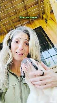 Woman Arrives Home To Find A Random English Bulldog Waiting For Her | The Dodo