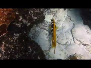 Trumpetfish and Bluespotted Coral Trout