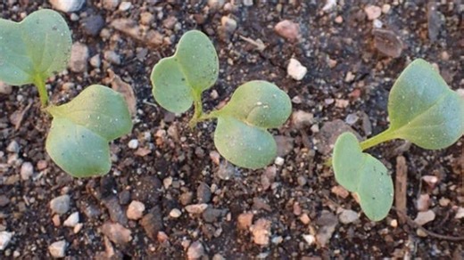 Tips for starting seeds indoors and growing your own vegetables