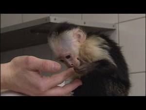 Justin Bieber's monkey: Status update