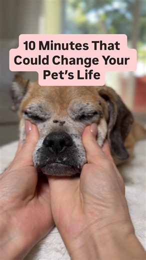 Dr. Shannon Nash | Vet Food Therapist | Senior Pet Vet | Save this routine. This massage routine helps calm anxious pets and promotes relaxation. When pets experience anxiety, their muscles... | Instagram