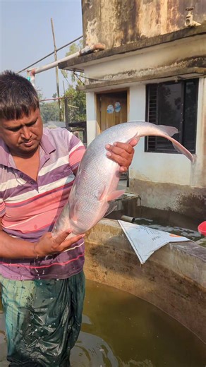 Natural Fish Spawning in Village Pond