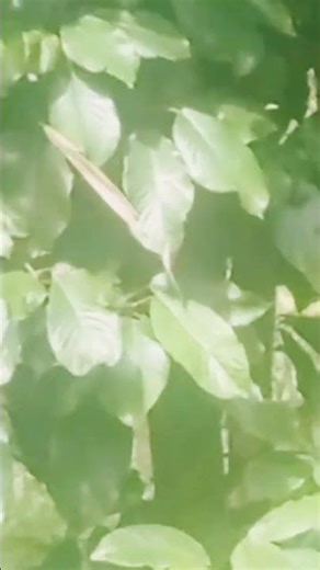 how was the leaf floating