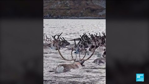 The spectacle of animal migration across the world