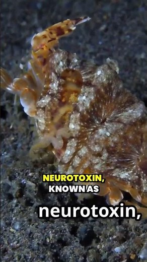 The Deadliest Tiny Assassin: The Blue Ringed Octopus #animalfacts #blueringedoctopus