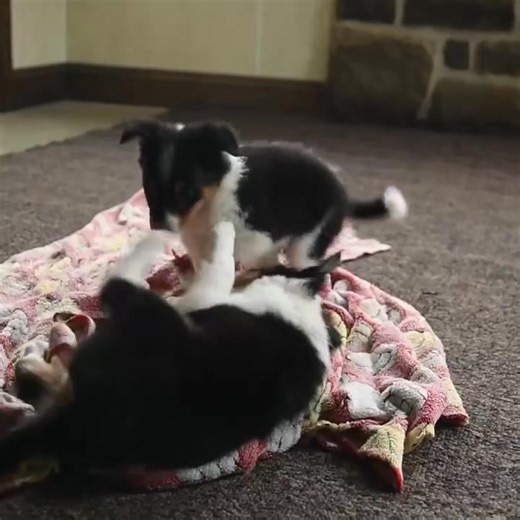 At Fluffy Sheltie Companions, adoption is always about the dog first 🐾 Our Shelties are nurtured with care, early exposure, and affection to help them adjust smoothly to new homes. These fluffy companions are known for their sensitivity and loyalty, making proper placement essential. Adoption means offering guidance, patience, and a safe environment where a Sheltie can flourish and become a cherished family member. #SheltieFamily #AdoptionFocused #FluffyCompanions #ForeverHomes #DogCommunity | 