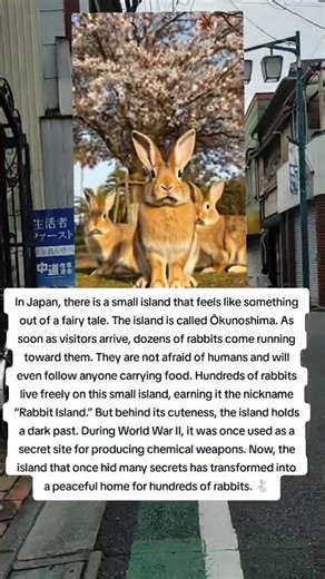 Japan’s Rabbit Island: A Bunny Paradise Hiding Dark Secrets