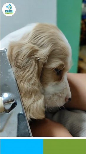 November 12, 2025🌟 “Cocker Spaniel Puppies for Adoption | Healthy, Playful, and Ready for New Homes!