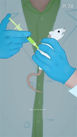 Why only Rats are used for tests?