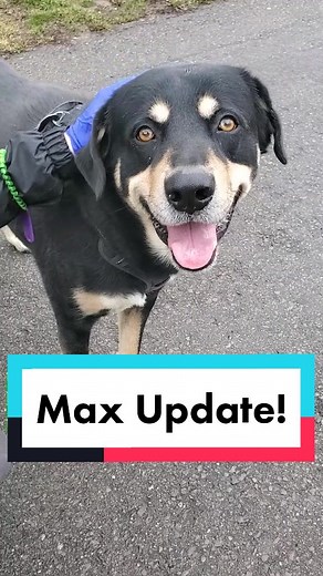 An update on Max: A positive outlook! #adoptdontshop #bestfriend #toronto #adoption #humanesociety #pup