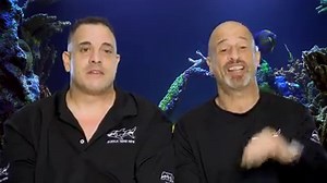 From grunting trigger fish to rays who say hello. 🐠🐡🦈 This is just 1 of 3 amazing aquariums on tonights episode of Tanked. | Discovery Channel UK