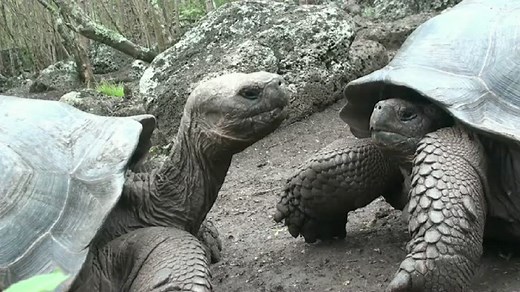 The Life of Galapagos Tortoises  | Britannica