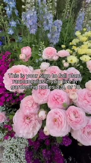 Comment ‘CORMS’ and we’ll send you a link to our favorite ranunculus and anemone corms to plant now! | johns_plant_adventures