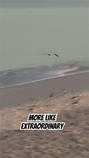 #birds doing so much coming through with all the #birdjoy this #birdnerd can handle #beach #music