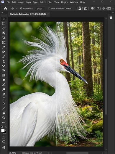 Refining Feathers and Changing Backgrounds in Photoshop