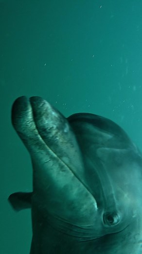 17K views · 707 reactions | When dolphins opening mount it might be a warning signal or sign that you have something what they would like to have. In this case this solitary female bottlenose dolphin wanted a fishing tackle which’s we found in the seaweed | George Karbus Photography | Facebook